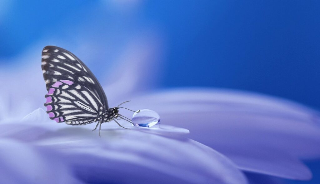 Schmetterling und Tautropfen auf weiße, Blütenblatt vor blauem HIntergrund
