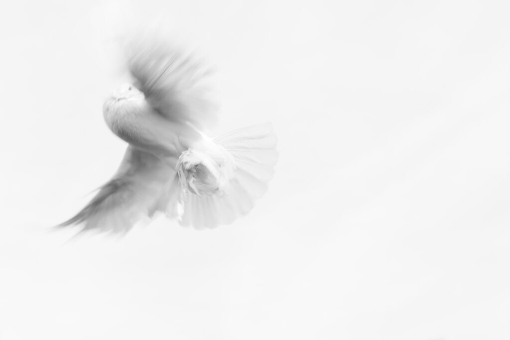 weiße Taube im Flug vor weißem Hintergrund