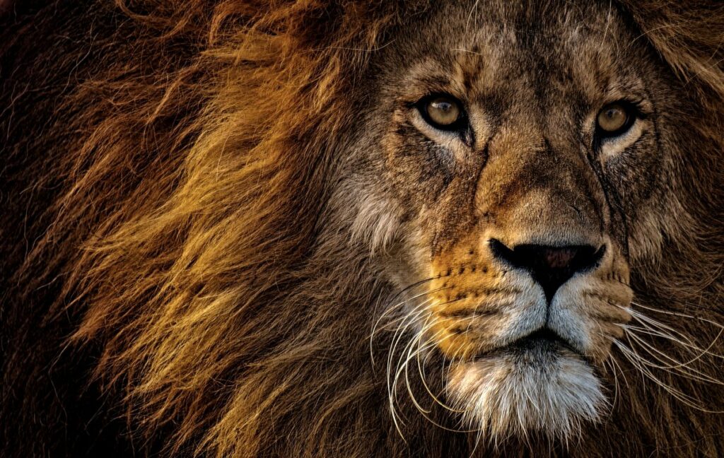 Löwe mit majestätischer Mähne und weißem Kinn schaut fokussiert in die Ferne