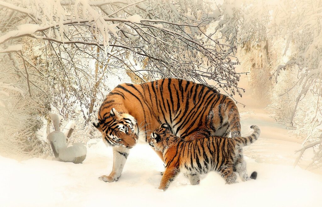 sibirische Tigermutter wendet sich ihrem Kind zu, im Schnee unter schneebedeckten Büschen