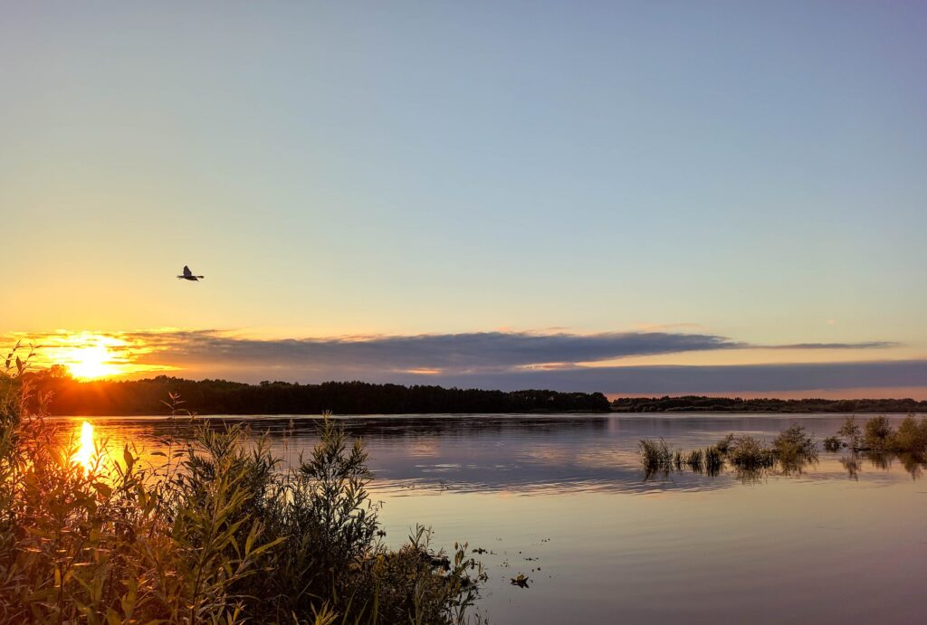Wildvogel fliegt im Sonnenuntergang über von Schilf und Wald umsäumten See